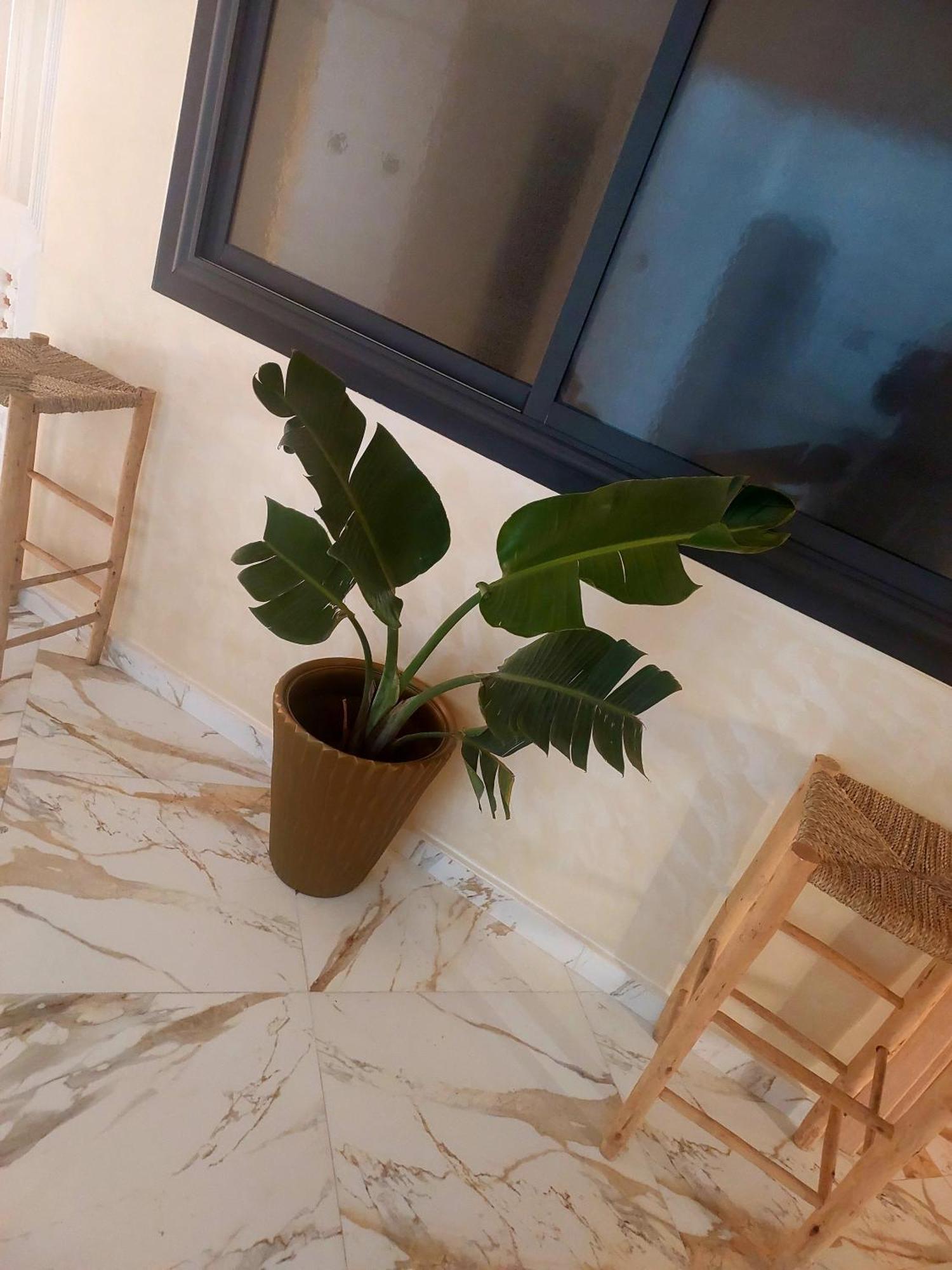 Mogador Appartements T6 에사우이라 외부 사진